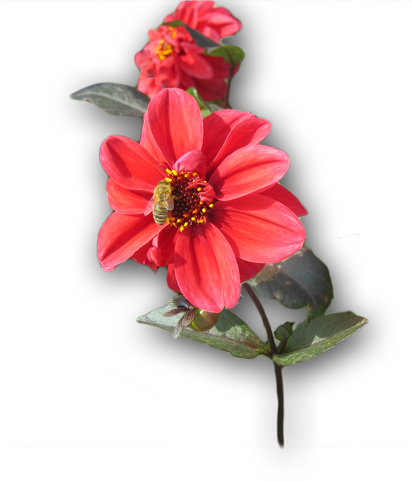 Biene auf einer Dahlienblte